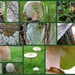 Mushrooms, Fungi, Lichen by ubobohobo