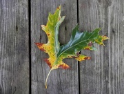 15th Oct 2017 - Unique Oak Leaf