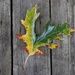 Unique Oak Leaf by julie