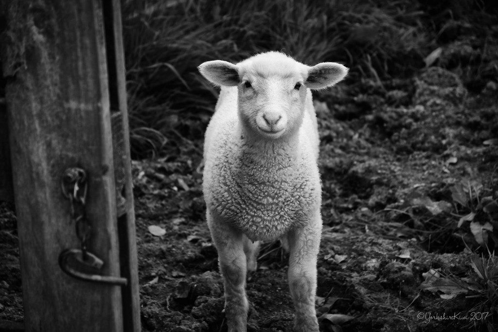 Smiling Lamb by yorkshirekiwi