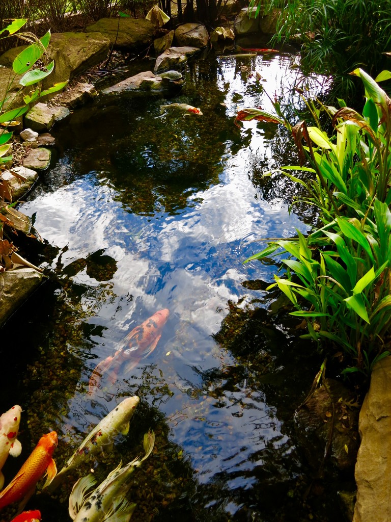 The Koi Pond in Grapevine by louannwarren