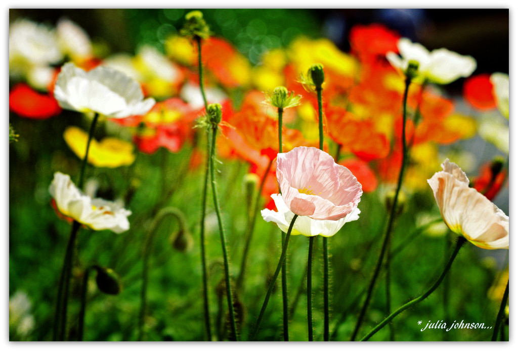 Sole pink poppy by julzmaioro