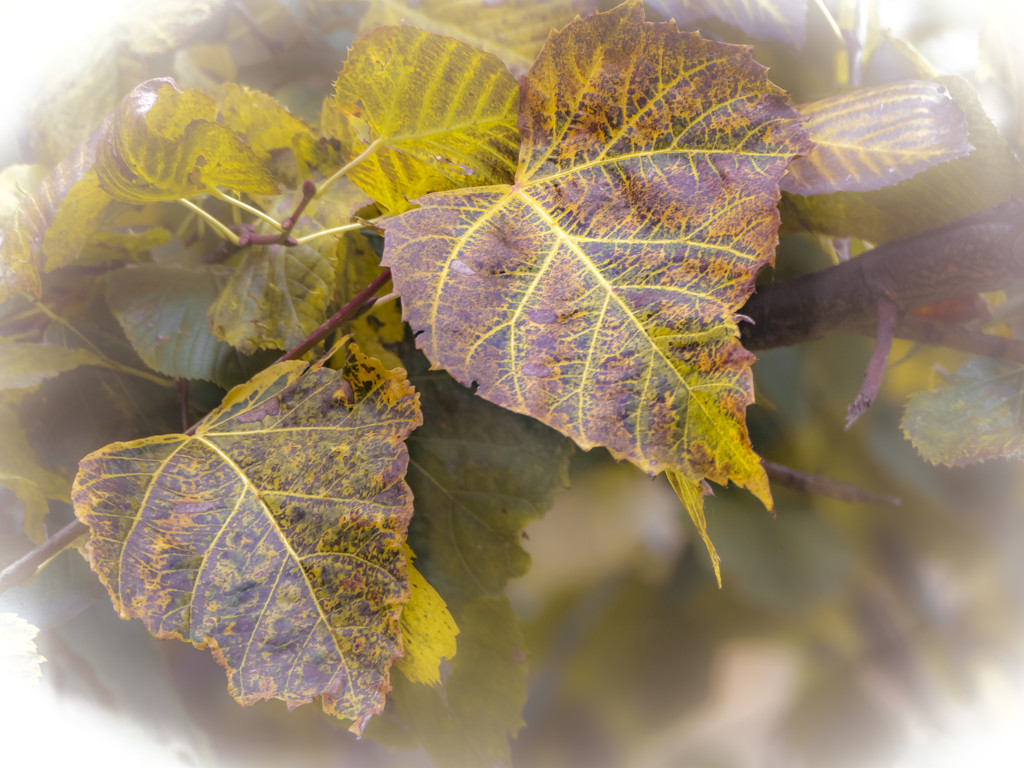 Autumnal leaves by haskar