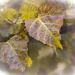 Autumnal leaves by haskar