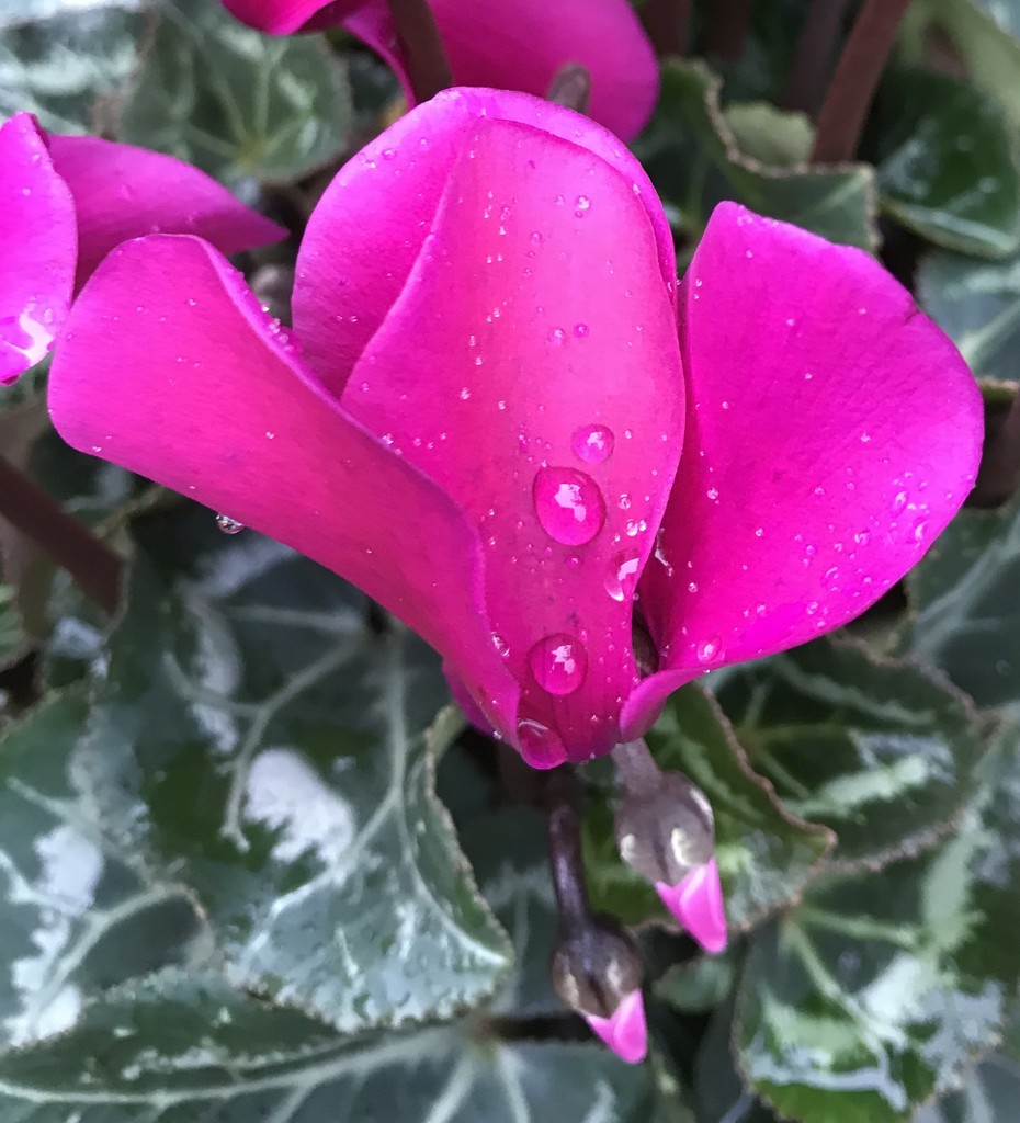 Raindrops on Begonia... by anne2013