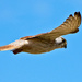 nankeen kestrel - another view by annied