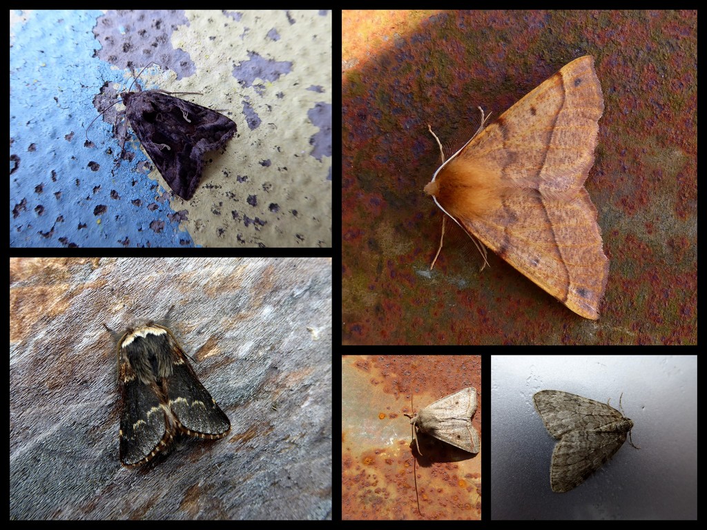 Mid October moths by steveandkerry