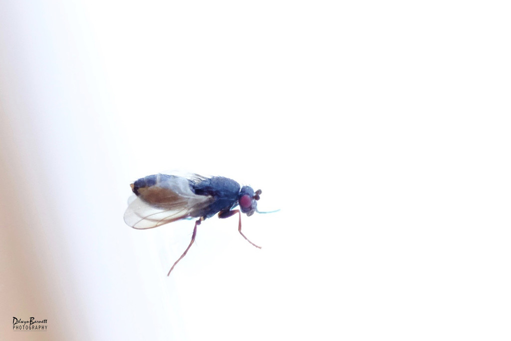 Tiny fly by dkbarnett