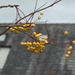 different yellow rowan berries by anniesue