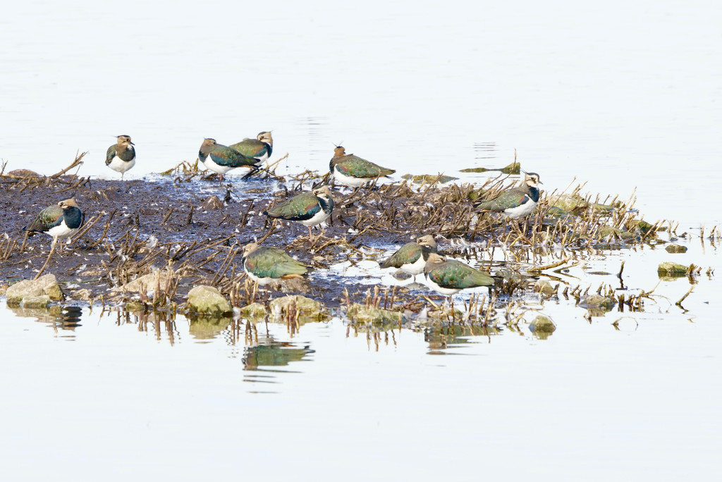 LAPWINGS AT REST by markp