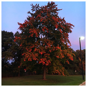 21st Oct 2017 - Morning Tree