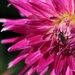 Dahlia Bug by phil_sandford