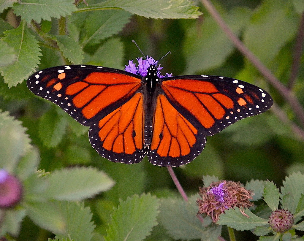 Monarch butterfly by congaree