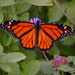Monarch butterfly by congaree