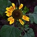 Sunflower ~ by happysnaps
