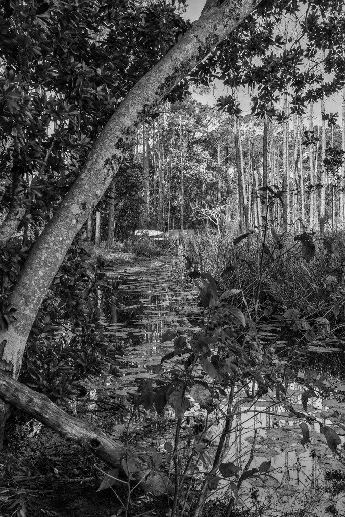 Ancient Florida by danette