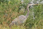 20th Oct 2017 - This Heron is Better Trained