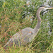 This Heron is Better Trained by milaniet