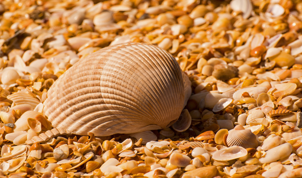 More Shells! by rickster549