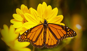 21st Oct 2017 - Monarch Butterfly!