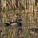 Wandering Wood duck  by caitnessa
