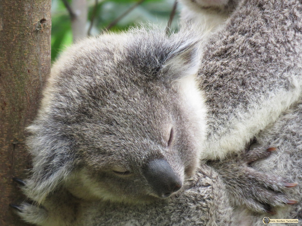 sleeping safe by koalagardens