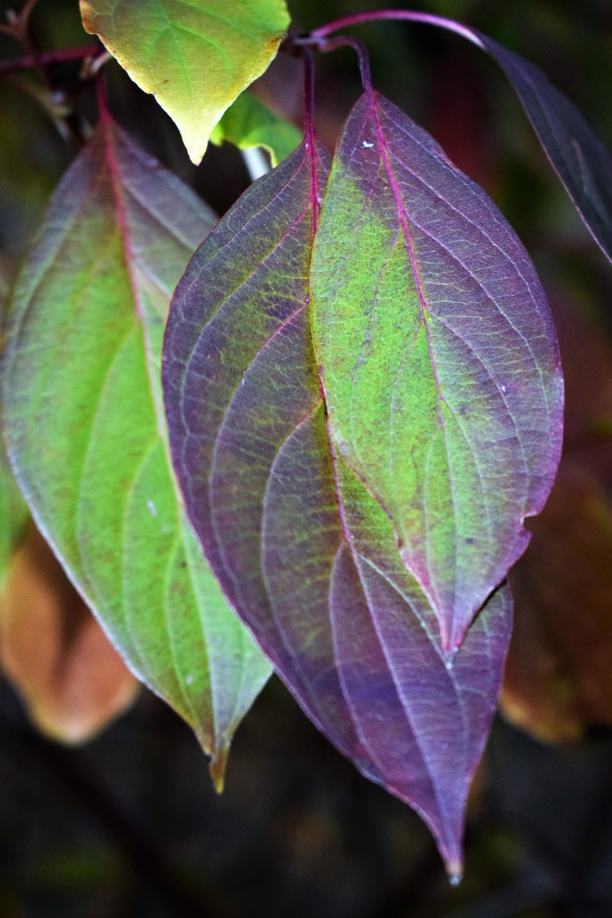 Two tone leaves by sandlily