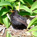 Black bird by dkbarnett