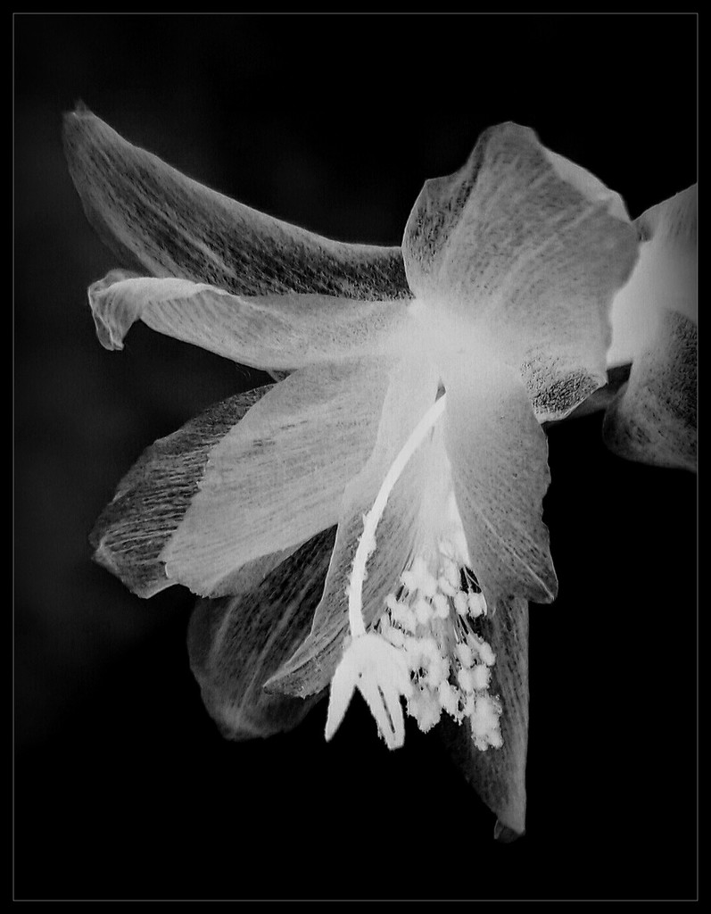 Flower negative  by jokristina
