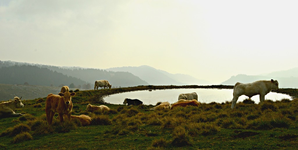 cows' siesta.  by caterina