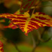 Autumn Leaf by rjb71