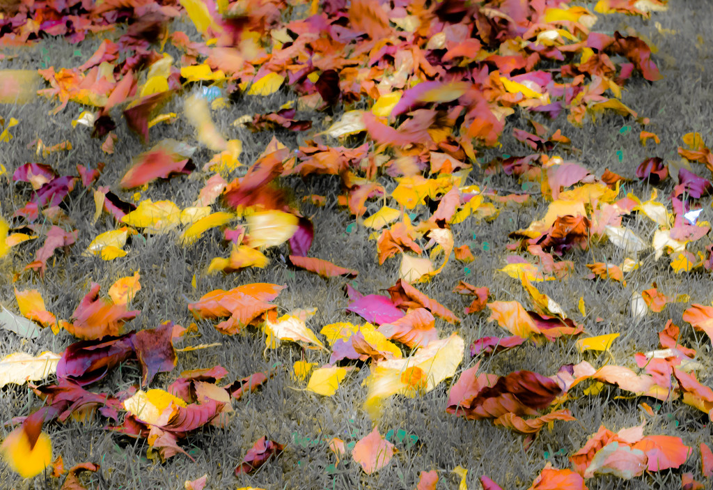 Autumn leaves by peadar