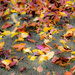 Autumn leaves by peadar