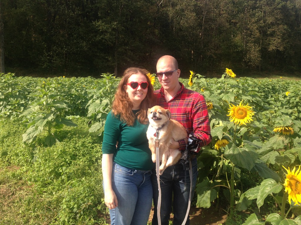 Sunflower Farm Family by gratitudeyear