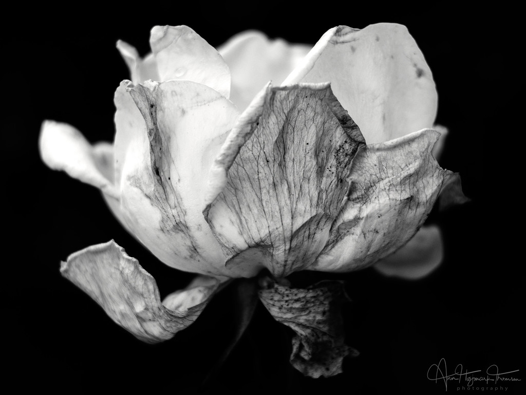 The last rose… by atchoo