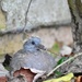 little fledgling wood pigeon by rosiekind