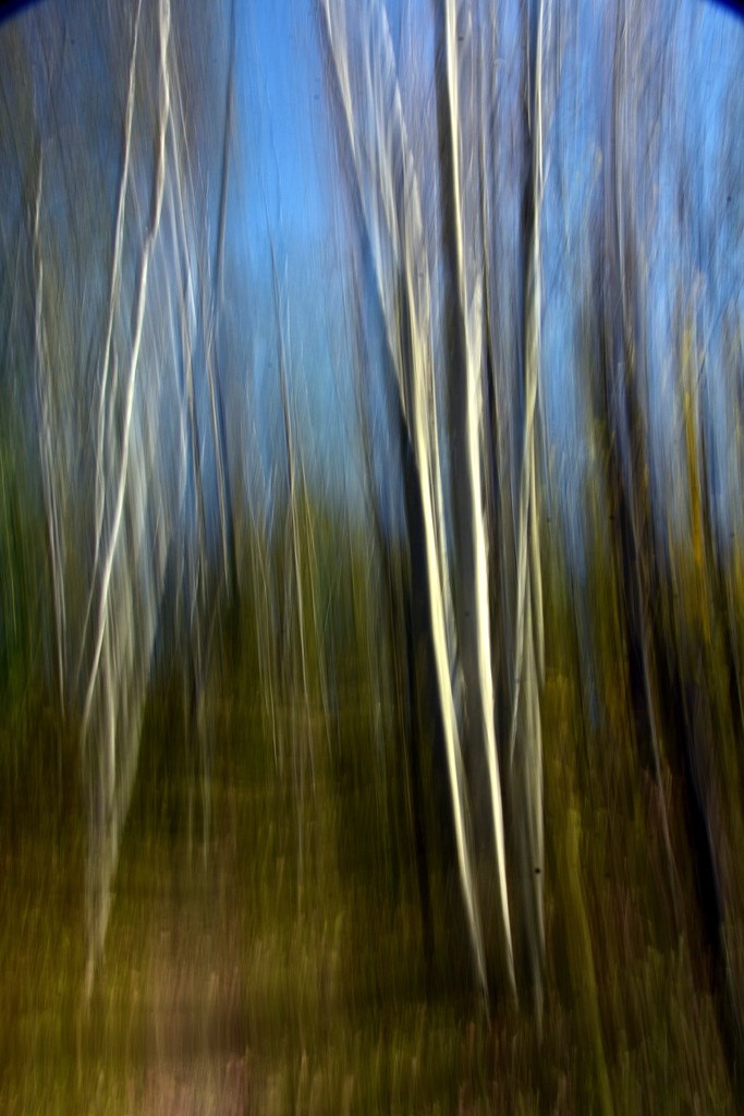 Birch Trees  in Autumn by jayberg