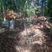 Graveyard Behind Our Meetinghouse  by gratitudeyear