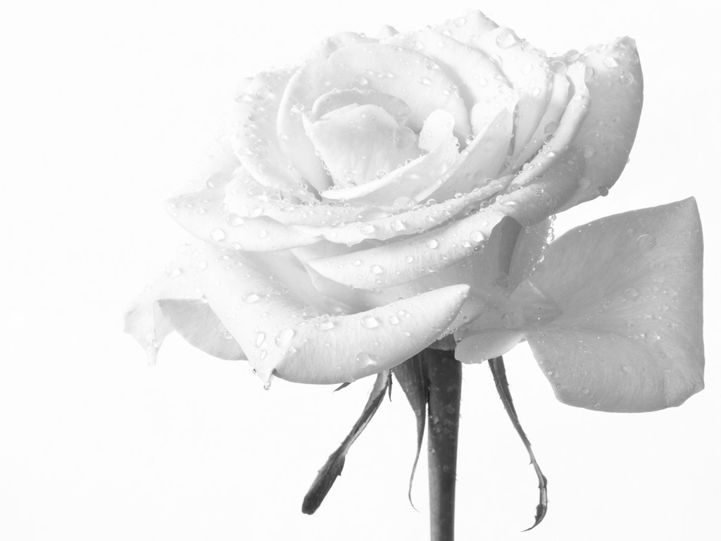 Black & White Rose by seacreature