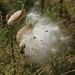 Milk weed for Monarch butterflies. by hellie