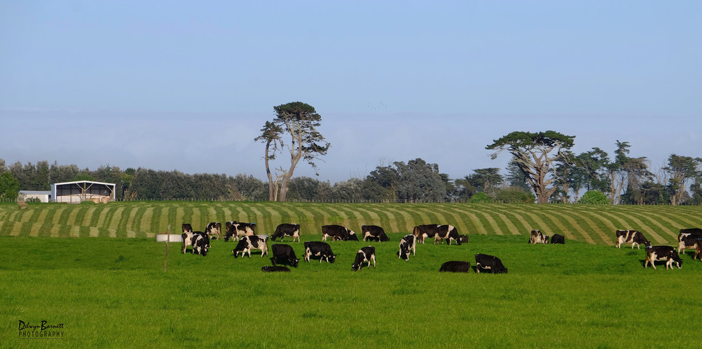 Cows and freshly mown grass by dkbarnett