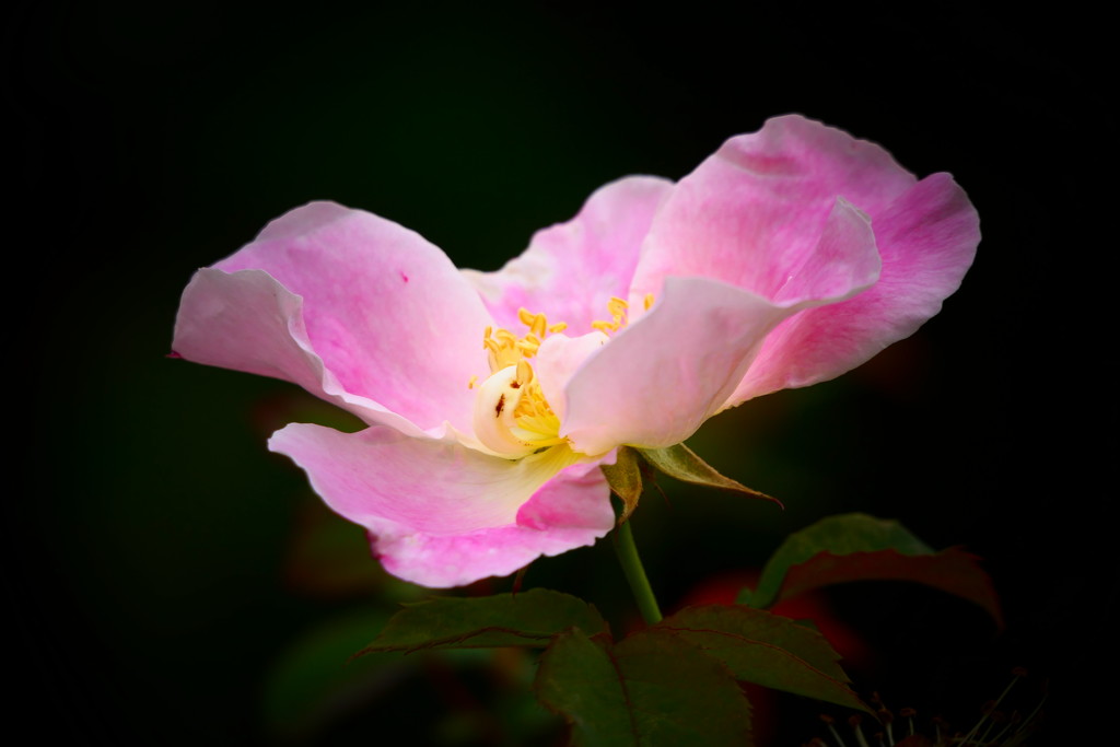 Wild Rose by carole_sandford