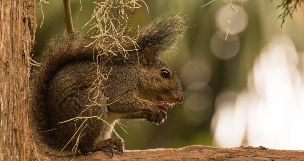 Grey Squirrel Having a Snack! by rickster549