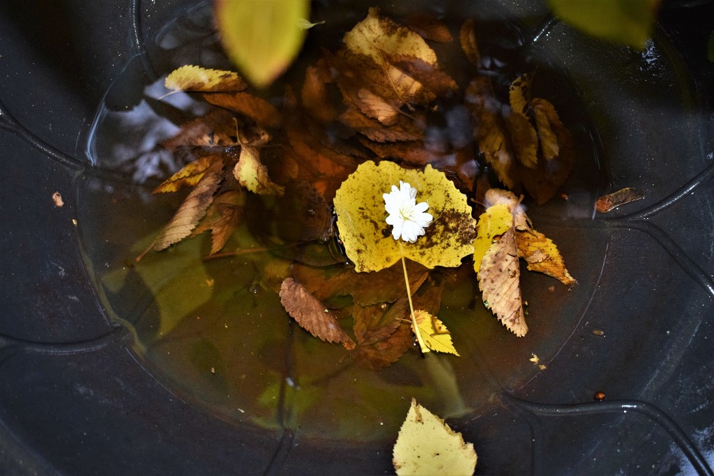 Leaf Bath by sandlily
