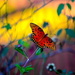 Gulf fritillary butterfly by congaree