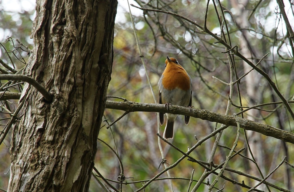 robin in a tree by quietpurplehaze