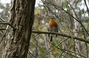 23rd Oct 2017 - robin in a tree