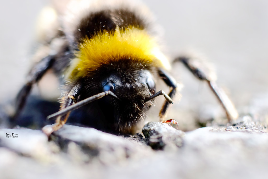 Bumble bee by dkbarnett