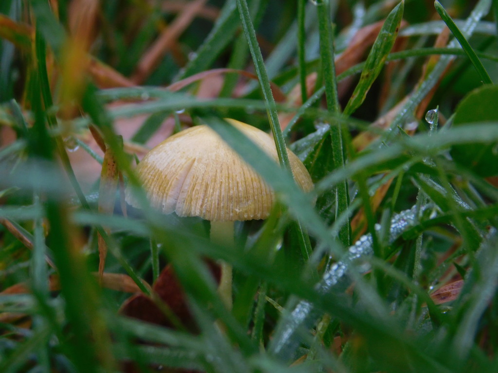 Little fungi peeping through the grass by 365anne