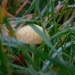 Little fungi peeping through the grass by 365anne